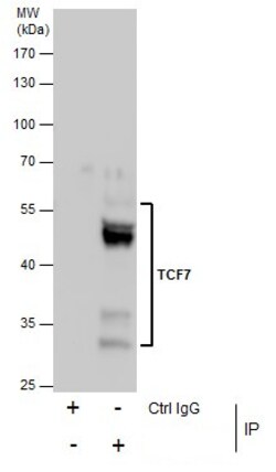 Invitrogen TCF7 Polyclonal Antibody 100 &mu;L; Unconjugated:Antibodies,