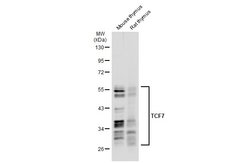 Invitrogen TCF7 Polyclonal Antibody 100 &mu;L; Unconjugated:Antibodies,