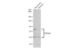 Invitrogen TCF7L2 Polyclonal Antibody 100 &mu;L; Unconjugated:Antibodies,