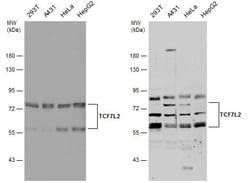 Invitrogen TCF7L2 Polyclonal Antibody 100 &mu;L; Unconjugated:Antibodies,