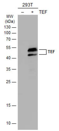 Invitrogen TEF Polyclonal Antibody 100 &mu;L | Buy Online | Invitrogen&trade; | Fisher Scientific