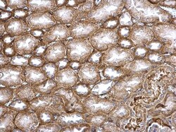 Invitrogen TGF beta-3 Polyclonal Antibody 100 &mu;L; Unconjugated:Antibodies,