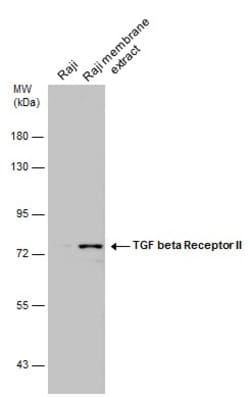 Invitrogen TGFBR2 Polyclonal Antibody 100 &mu;L; Unconjugated:Antibodies,