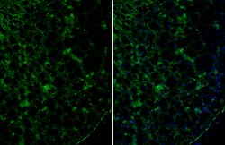 Invitrogen TLE1 Polyclonal Antibody 100 &mu;L; Unconjugated:Antibodies,