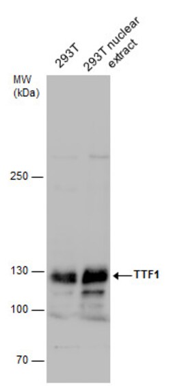 Invitrogen TTF1 Polyclonal Antibody 100 &mu;L; Unconjugated:Antikörper