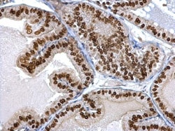 Invitrogen Twist1/Twist2 Polyclonal Antibody 100 &mu;L; Unconjugated:Antibodies,