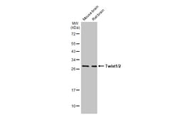 Invitrogen Twist1/Twist2 Polyclonal Antibody 100 &mu;L; Unconjugated:Antibodies,