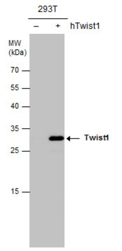 Invitrogen Twist1/Twist2 Polyclonal Antibody 100 &mu;L; Unconjugated:Antibodies,