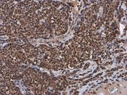 Invitrogen UBC9 Polyclonal Antibody 100 &mu;L; Unconjugated:Antibodies,
