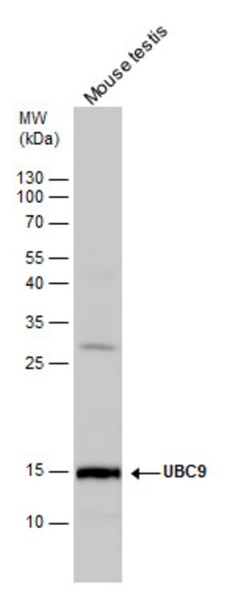 Invitrogen UBC9 Polyclonal Antibody 100 &mu;L; Unconjugated:Antibodies,
