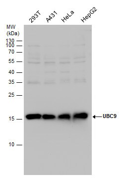Invitrogen UBC9 Polyclonal Antibody 100 &mu;L; Unconjugated:Antibodies,