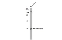 Invitrogen Uteroglobin Polyclonal Antibody 100 &mu;L; Unconjugated:Antibodies,