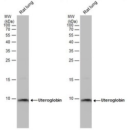 Invitrogen Uteroglobin Polyclonal Antibody 100 &mu;L | Buy Online | Invitrogen&trade; | Fisher Scientific