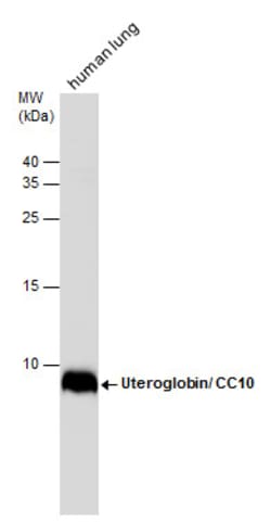 Invitrogen Uteroglobin Polyclonal Antibody 100 &mu;L; Unconjugated:Antibodies,