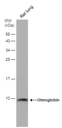 Invitrogen Uteroglobin Polyclonal Antibody 100 &mu;L; Unconjugated:Antibodies,