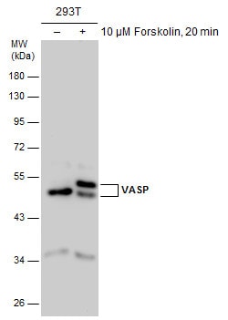 Invitrogen VASP Polyclonal Antibody 100 &mu;L; Unconjugated:Antibodies,