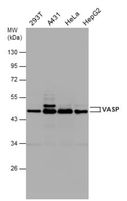 Invitrogen VASP Polyclonal Antibody 100 &mu;L; Unconjugated:Antibodies,