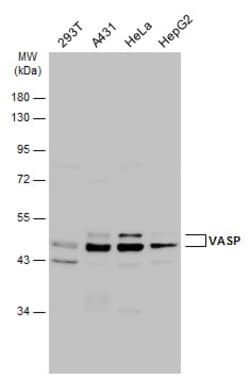 Invitrogen VASP Polyclonal Antibody 100 &mu;L | Buy Online | Invitrogen&trade; | Fisher Scientific