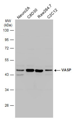 Invitrogen VASP Polyclonal Antibody 100 &mu;L | Buy Online | Invitrogen&trade; | Fisher Scientific