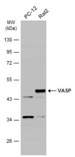 Invitrogen VASP Polyclonal Antibody 100 &mu;L | Buy Online | Invitrogen&trade; | Fisher Scientific