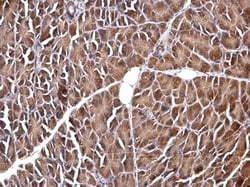 Invitrogen VIP Polyclonal Antibody 100 &mu;L; Unconjugated:Antibodies,