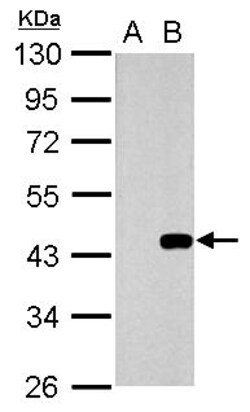 Invitrogen WNT3 Polyclonal Antibody 100 &mu;L; Unconjugated:Antibodies,