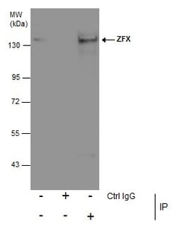 Invitrogen ZFX Polyclonal Antibody 100 &mu;L | Buy Online | Invitrogen&trade; | Fisher Scientific