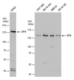 Invitrogen ZFX Polyclonal Antibody 100 &mu;L; Unconjugated:Antibodies,
