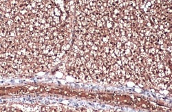 Invitrogen ZIC1 Polyclonal Antibody 100 &mu;L; Unconjugated:Antibodies,