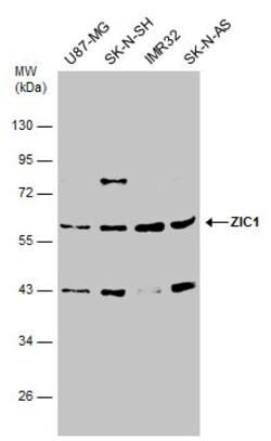 Invitrogen ZIC1 Polyclonal Antibody 100 &mu;L; Unconjugated:Antibodies,