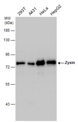 Invitrogen Zyxin Polyclonal Antibody 100 &mu;L; Unconjugated:Antibodies,