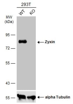 Invitrogen Zyxin Polyclonal Antibody 100 &mu;L; Unconjugated:Antibodies,