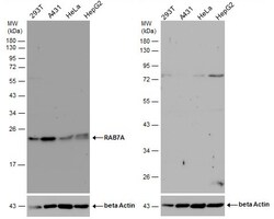Invitrogen RAB7A Polyclonal Antibody 100 &mu;L; Unconjugated:Antibodies,