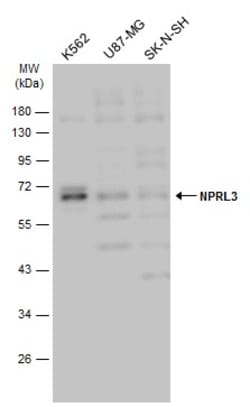 Invitrogen NPRL3 Polyclonal Antibody 100 &mu;L; Unconjugated:Antibodies,