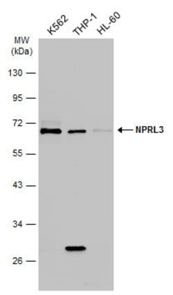 NPRL3 Polyclonal Antibody:Antibodies, Polyclonal