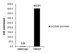 Invitrogen TRRAP Polyclonal Antibody 100 &mu;L; Unconjugated:Antibodies,