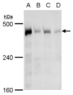Invitrogen TRRAP Polyclonal Antibody 100 &mu;L; Unconjugated:Antibodies,