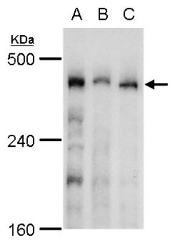 Invitrogen TRRAP Polyclonal Antibody 100 &mu;L; Unconjugated:Antibodies,