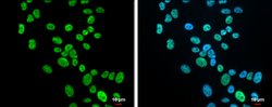 Invitrogen KHSRP Polyclonal Antibody 100 &mu;L; Unconjugated:Antibodies,