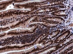 Invitrogen KHSRP Polyclonal Antibody 100 &mu;L; Unconjugated:Antibodies,