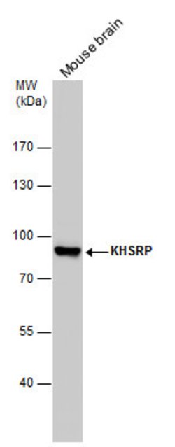 Invitrogen KHSRP Polyclonal Antibody 100 &mu;L; Unconjugated:Antibodies,