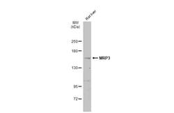 MRP3 Polyclonal Antibody:Antibodies, Polyclonal