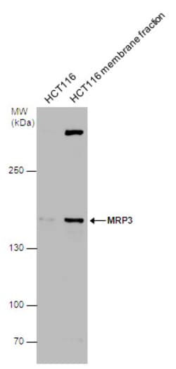 MRP3 Polyclonal Antibody:Antibodies, Polyclonal