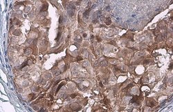 Invitrogen FADD Polyclonal Antibody 100 &mu;L; Unconjugated:Antibodies,