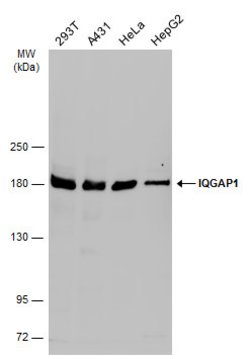 Invitrogen IQGAP1 Polyclonal Antibody 100 &mu;L; Unconjugated:Antibodies,