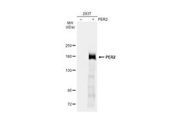 Invitrogen PER2 Polyclonal Antibody 100 &mu;L | Buy Online | Invitrogen&trade; | Fisher Scientific