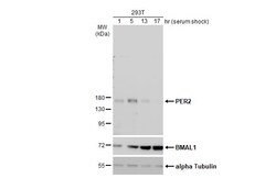 Invitrogen PER2 Polyclonal Antibody 100 &mu;L | Buy Online | Invitrogen&trade; | Fisher Scientific