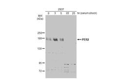Invitrogen PER2 Polyclonal Antibody 100 &mu;L | Buy Online | Invitrogen&trade; | Fisher Scientific