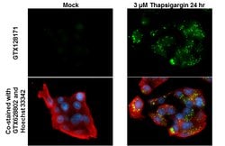 Invitrogen&trade;&nbsp;Phospho-SQSTM1 (Ser403) Polyclonal Antibody