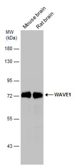 Invitrogen WAVE1 Polyclonal Antibody 100 &mu;L; Unconjugated:Antibodies,